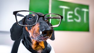 Final examination! Funny dachshund dog video!