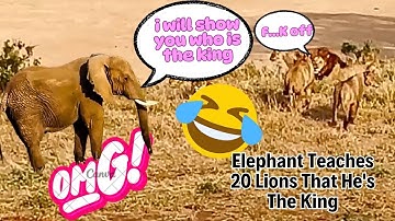 Elephant Teaches 20 Lions That He