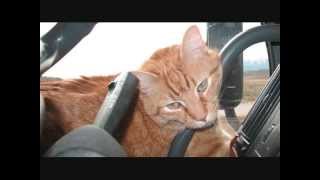 Toonces the Driving Cat.wmv