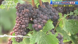 仏シャンパンが危機　コロナで売れず・・・ぶどう廃棄も(20/08/22)