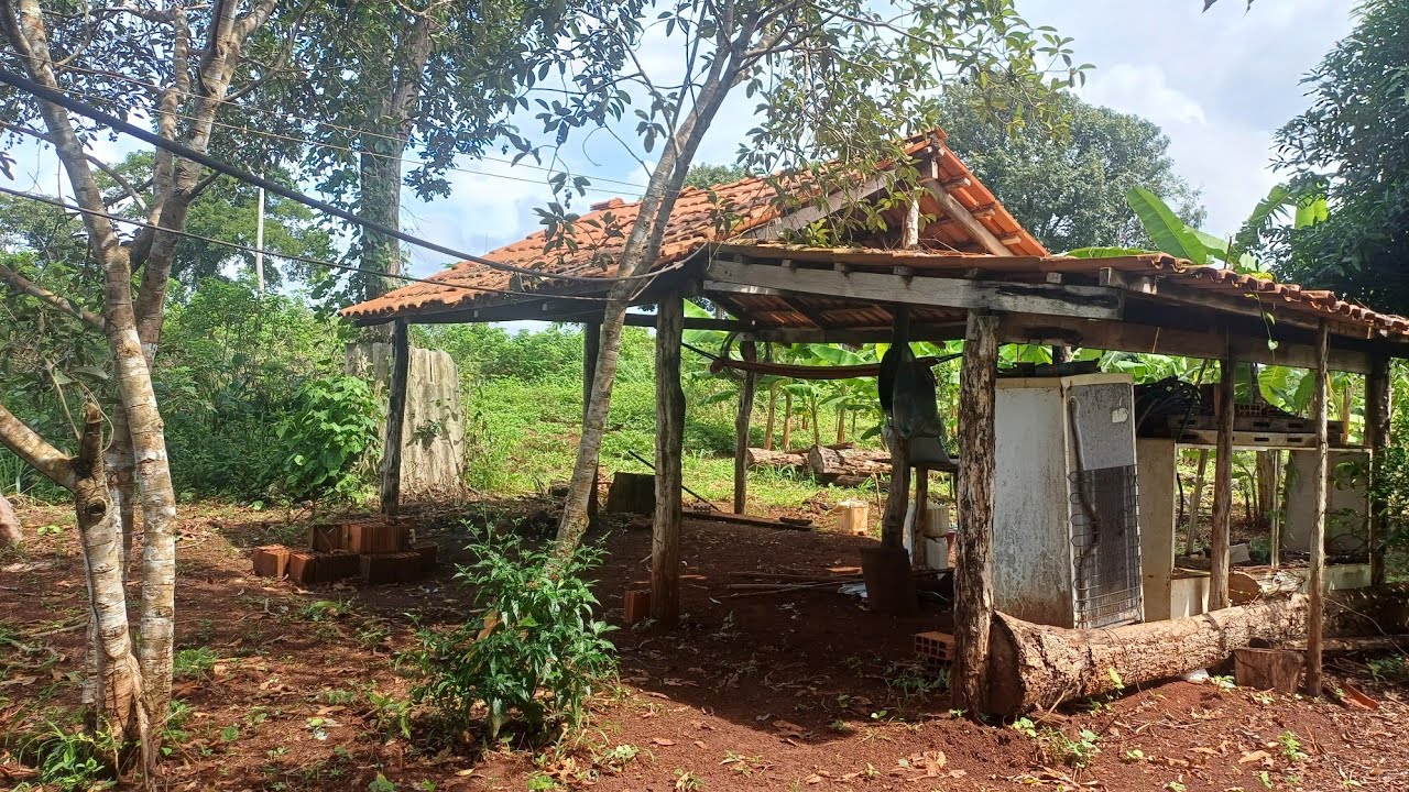 HOJE NOSSO DIA FOI NA OUTRA ROÇA, TRABALHANDO  E ALIMENTANDO PEIXES DO AÇUDE,  TAVA SEM ENERGIA 