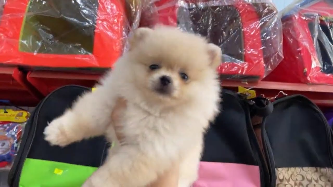 cửa hàng thú cưng tphcm  2022 New  LiveStream Giới thiệu các loại thú cưng mới tại @LoHa Pet Shop