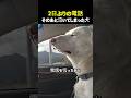 2日ぶりの電話そのあと泣いてしまった犬