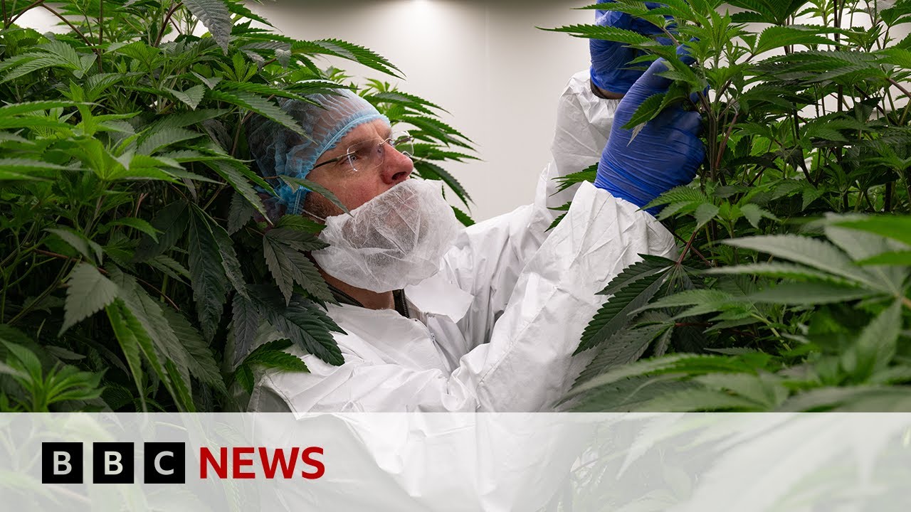 Los lugares donde fumar marihuana no es ilegal - BBC News Mundo