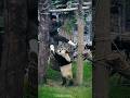 This Is What It S Like To Be A Panda Nanny ЁЯШЗ Shorts This Is What It S Like To Be A Panda Nanny ЁЯШЗ Shorts