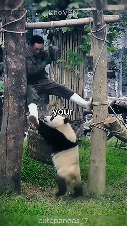 This Is What It s Like To Be A Panda Nanny shorts YouTube this-is-what-it-s-like-to-be-a-panda-nanny-shorts-youtube