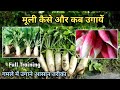 मूली / Radish, Muli गमले में उगाने आसान तरीका | Radish Farming Kheti ka Tarika