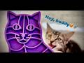 Comb buddy for Tabby Cat 🐈⬛🪮 #cats #kittens #cute #cutecat #catvideos
