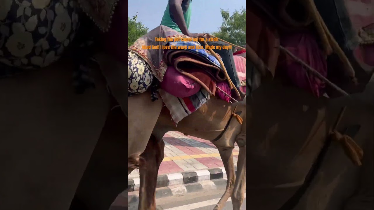 Walking the Family Pet Camel [Delhi, India]