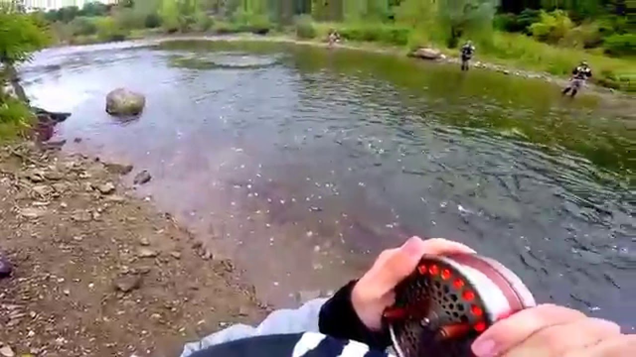 Salmon fishing on the Credit River Mississauga - YouTube
