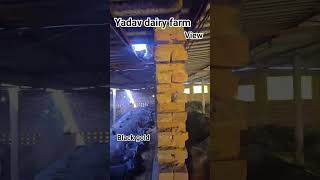 yadav dairy farm view black gold stalker #yadav dairy farm #vyapari