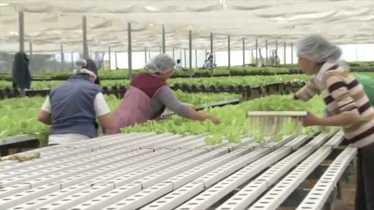 LA PUERTA DE ORO - HIDRO CULTIVOS