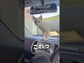 "DAY12"一緒にあったまろうにゃ #オッドアイ猫 #車猫 #shorts