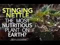 Stinging nettle  the most nutritious plant on earth