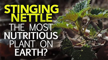 Stinging Nettle — The Most Nutritious Plant On Earth?