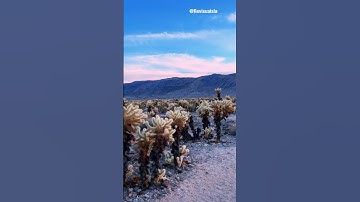 Joshua Tree National Park 🌵 #joshuatree #cactus #joshuatreenationalpark #california