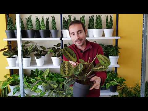 Video: Prayer Plant Care - Aprende a cultivar una planta de oración
