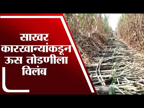 Nandurbar | साखर कारखान्यांकडून ऊस तोडणीला विलंब, शेतकऱ्यांमध्ये नाराजी - tv9