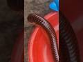 diplopoda chilopoda milipede kakiseribu #diplopoda #chilopoda #milipede #kakiseribu