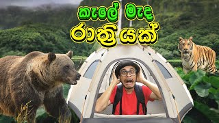 කැලේ මැද රාත්‍රියක් | Camping| Jungle Animals| Kids Learning Sinhala Video | Nursery Education