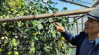 Стартэко качает лимоны в теплице ст Папутная отраденский Район