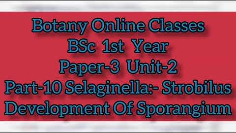 Botany BSc 1st Year Paper-3 Unit-2 Part- 10 Selaginella Strobilus and Development Of Sporangium