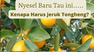Jeruk Manis/ Jeruk Tongheng / Jeruk Unik / Tanaman Unik