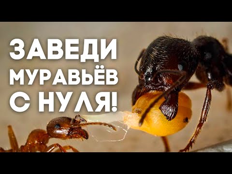 КАК СОДЕРЖАТЬ МУРАВЬЁВ? С чего начать новичку? Какой вид муравьёв и муравьиную ферму выбрать? Гайд!