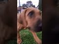 Ridgeback Lina