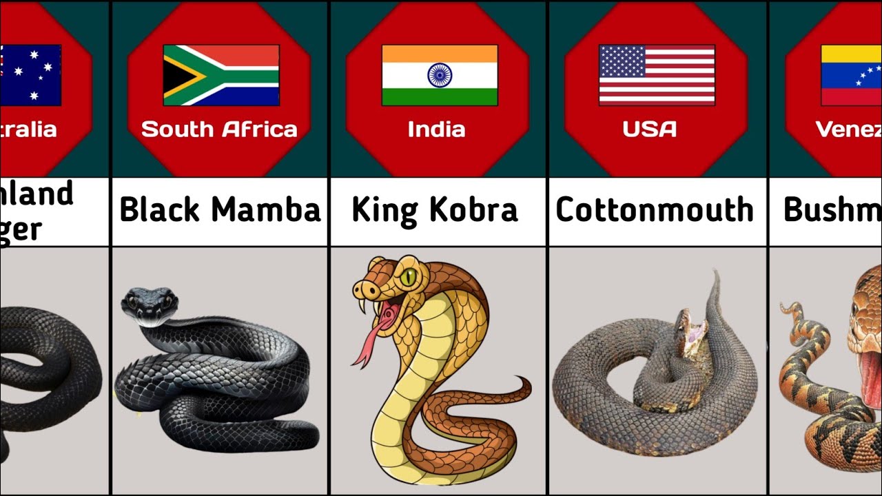Poisonous Snakes From Different Countries - YouTube