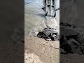 Do you know how the cutter suction dredger works?