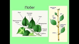Побег Побег
