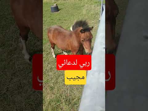 اذا سألوك عني كلام من ذهب ابواصيل عبارات Yutubeshorts اقنباسات Food المراه اكسبلور Explore