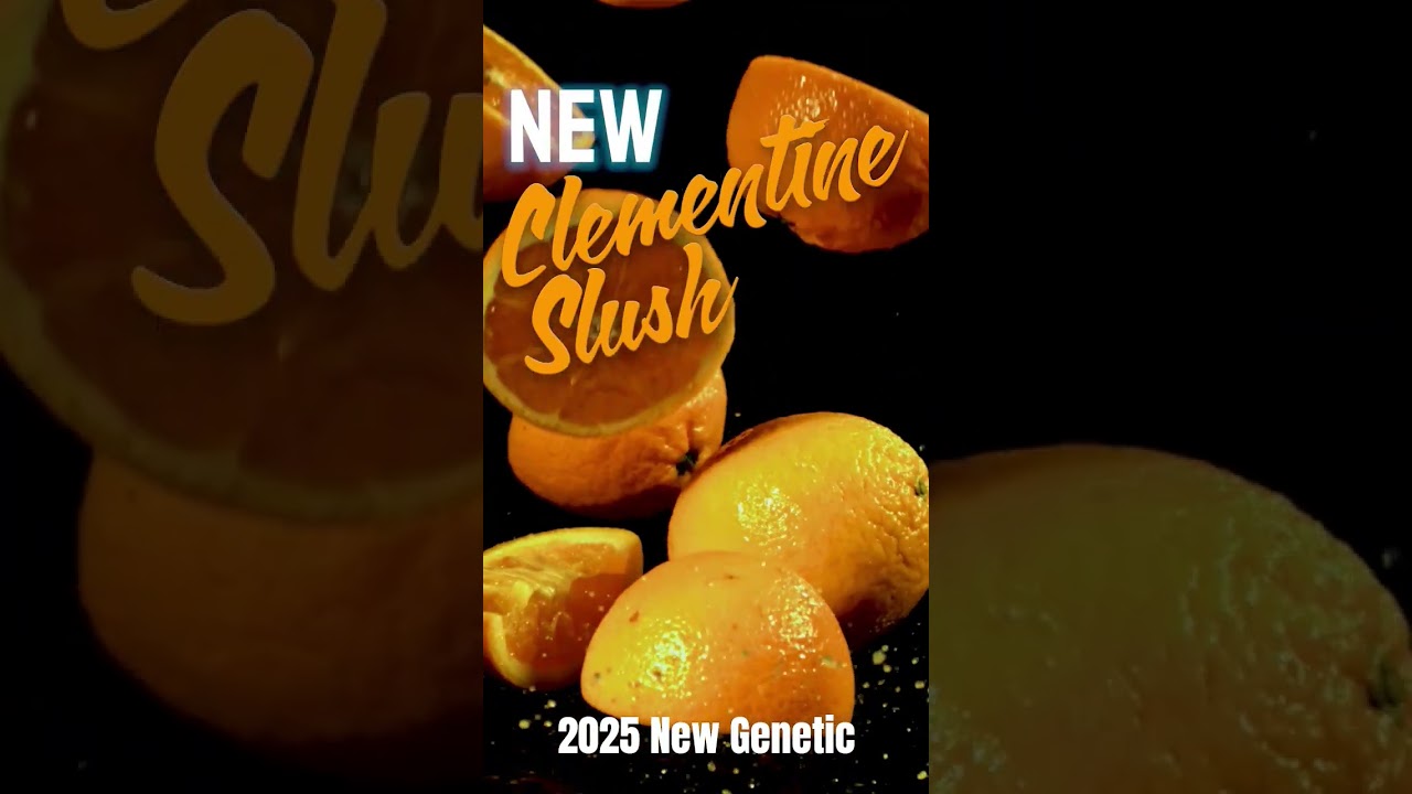 🍊 CLEMENTINE SLUSH IS HERE‼️Our new Fem strain is fresh, citrusy and gorgeous. Now with 2X1 Promo