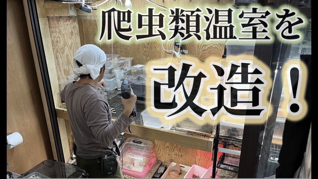 Remodeling a reptile greenhouse! ~ Kamezo Channel 101st Catch