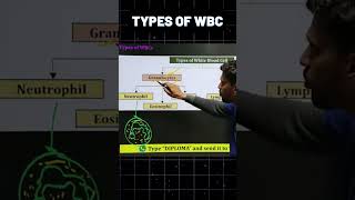 Types of WBC (White Blood Cells) Explained