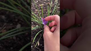 Grow Your Own Saffron! (Most EXPENSIVE spice in the world!)