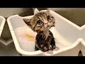 「かわいい猫」 笑わないようにしようしてくとださい - 最も面白い猫の映画 #330