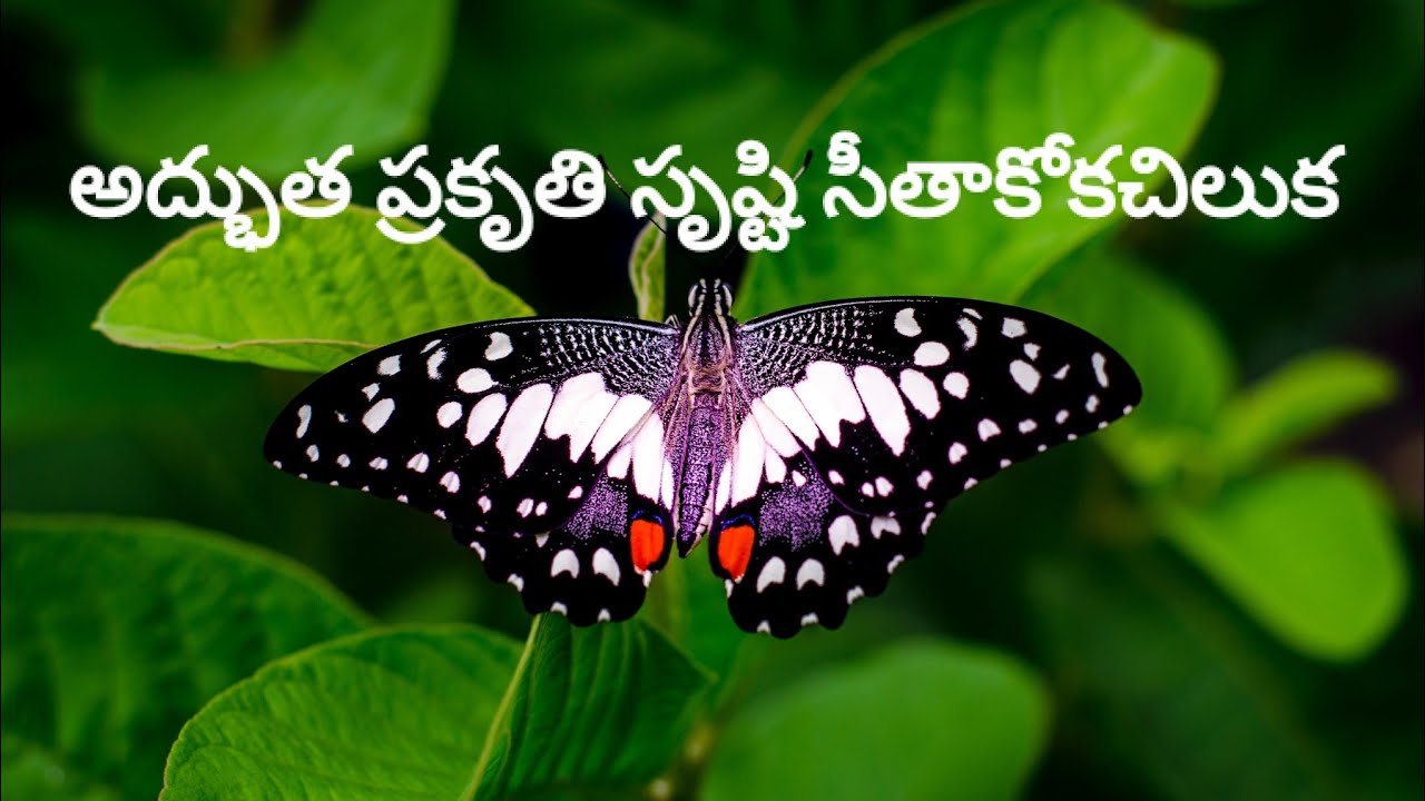 essay on butterfly in telugu