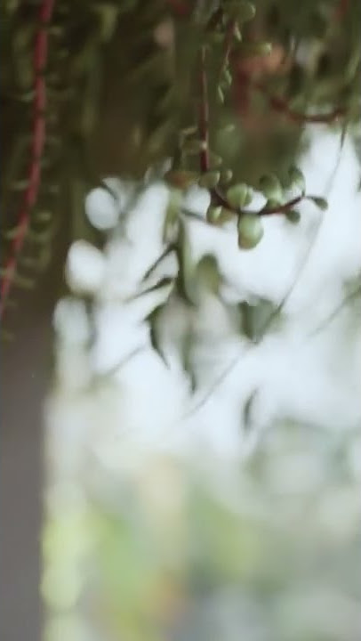 SERENITY: UE5 Architectural Cinematic (Short Film)     Interior Design and 3D Visualization