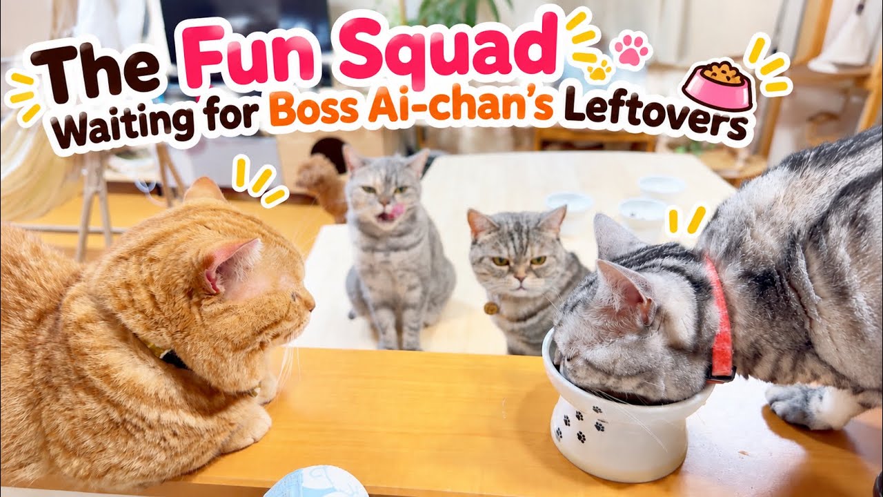 Waiting for Boss Ai-chan’s Leftovers 😂🐾