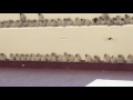 Bird nests under the Kansas River Bridge in Manhattan, Kansas