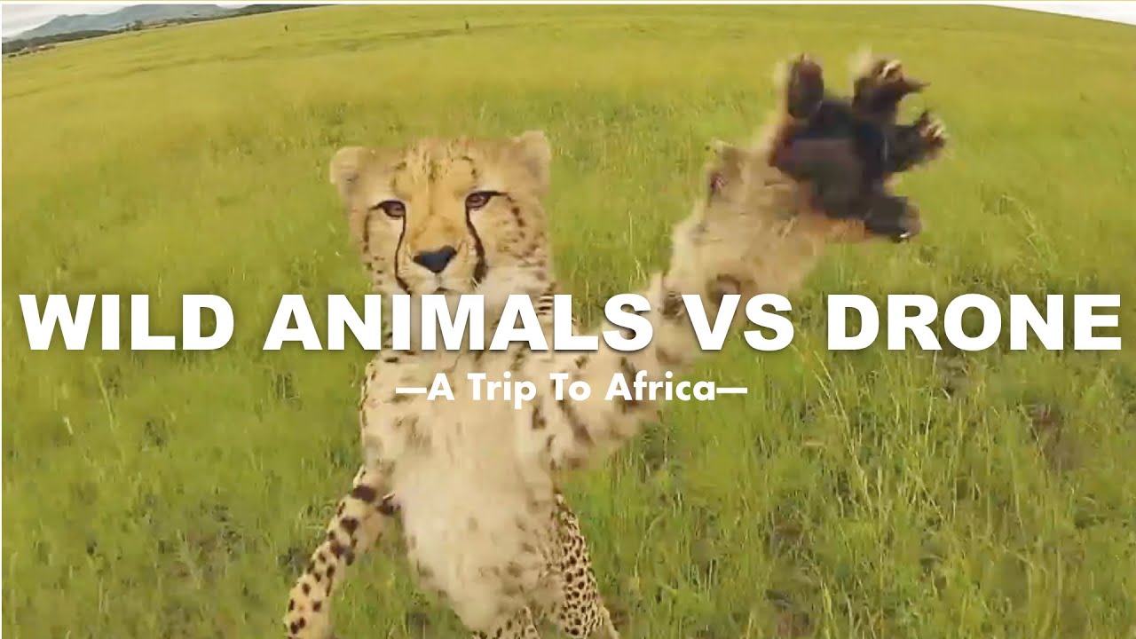 WILD ANIMALS vs DRONE