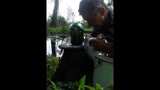 холодная засолка огурцов на родниковой воде и хранение в пруду