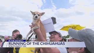 'Chiti' wins top dog title at annual Running of the Chihuahuas
