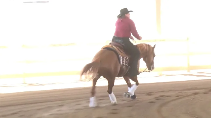 190905 Novice Horse Suzanne Cooper on The Trash Man