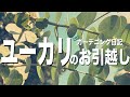 【ガーデン日記＃17】ユーカリ成長観察！移植•育て方•庭づくり初心者•ガーデニング