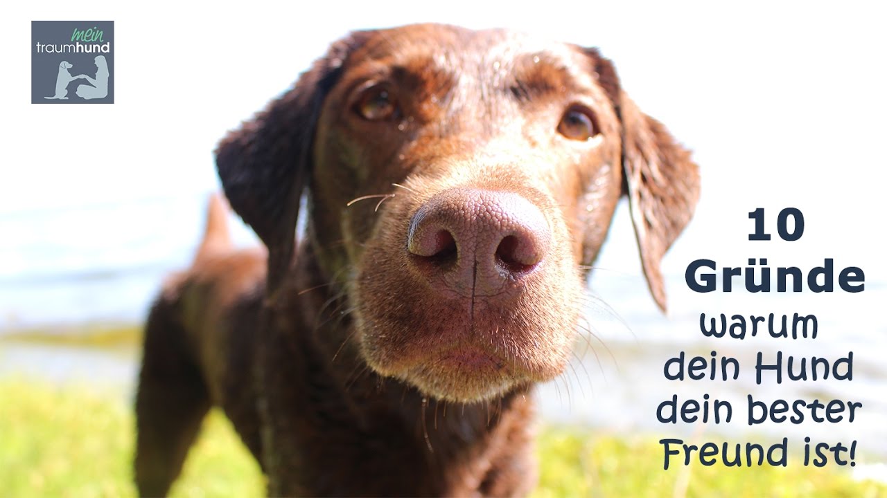 WELTHUNDETAG Warum dein Hund dein bester Freund ist! YouTube