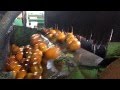 Sorting Citrus at Ridge Island Groves in Haines City, Florida