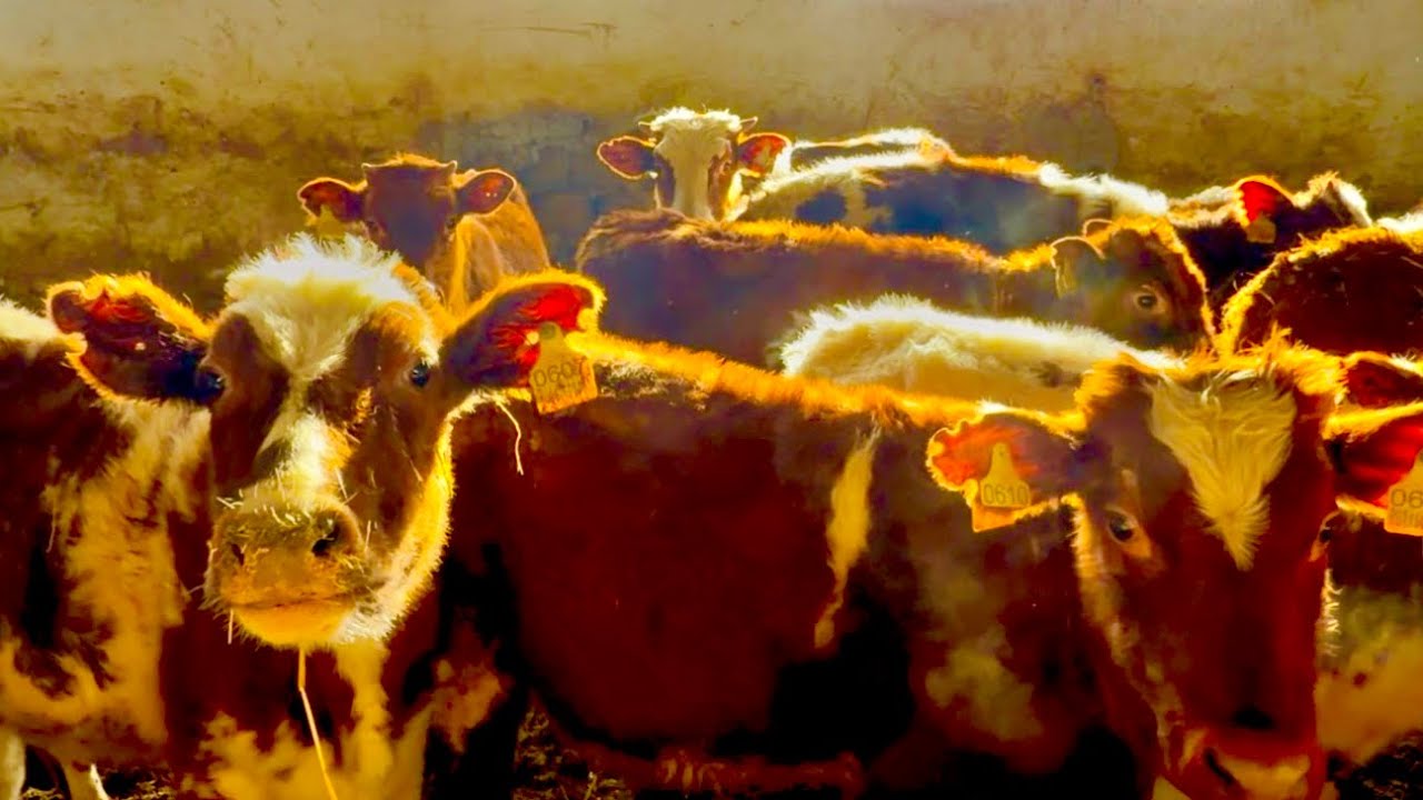 УРА!!! Первых зебу прямо по снегу загнали под крышу и сразу одна коровка РОДИЛА МАЛЫША!!!